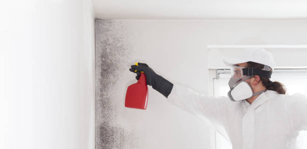 Best Mold Damage Repair  in Monroe North, WA
