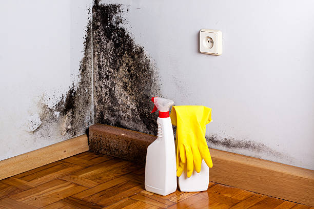 Best Residential Mold Removal  in Monroe North, WA
