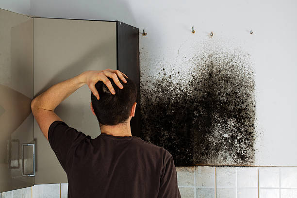 Best Home Mold Removal  in Monroe North, WA